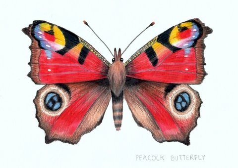 Peacock Butterfly