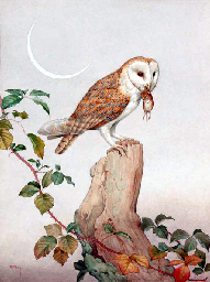 A Barn Owl with a Mouse by Moonlight