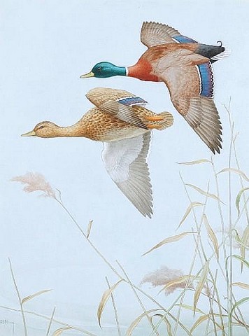 Ducks in Flight