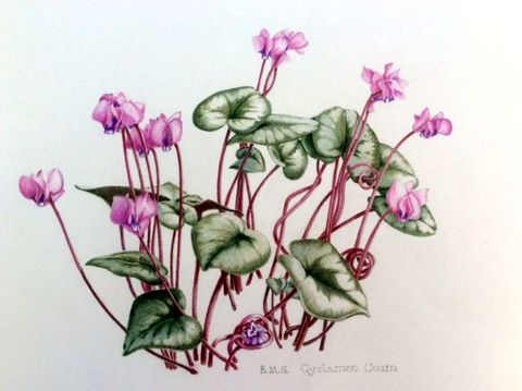 Cyclamen Coum