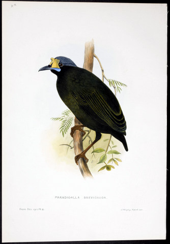 Short-tailed Wattled Bird of Paradise