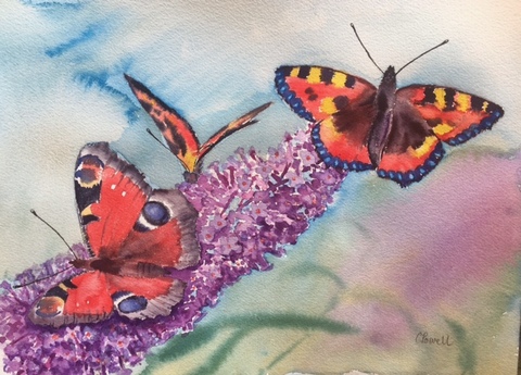 Butterflies and Buddleia