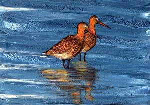 Black-Tailed Godwits