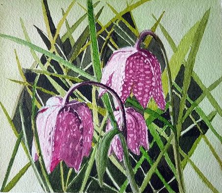 Snake's Head Fritillaries