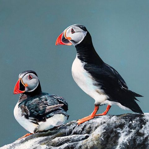 Puffins