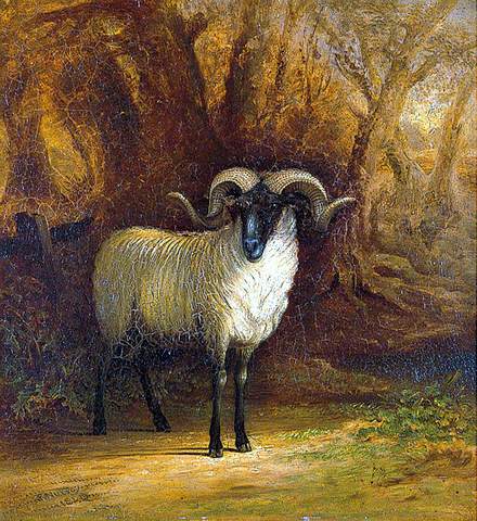 The Norfolk Sheep: A Portrait