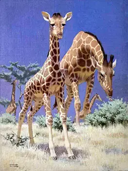 A Group of Giraffes