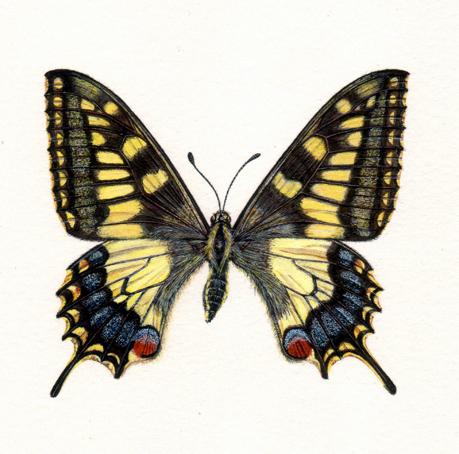 Swallowtail Butterfly