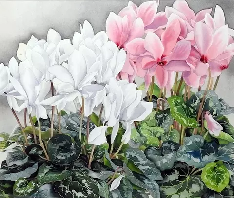 White and Pink Cyclamen