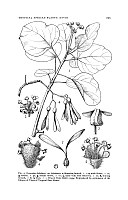 Gyrocarpus hababensis Chiov.