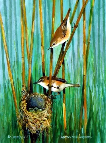 Nesting Reed Warblers