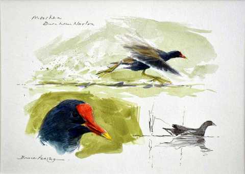 Moorhen Sketches, Burnham Norton