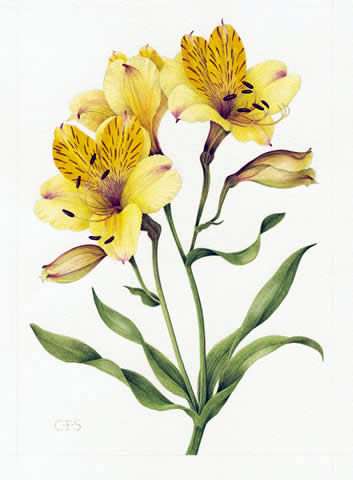 Alstroemeria