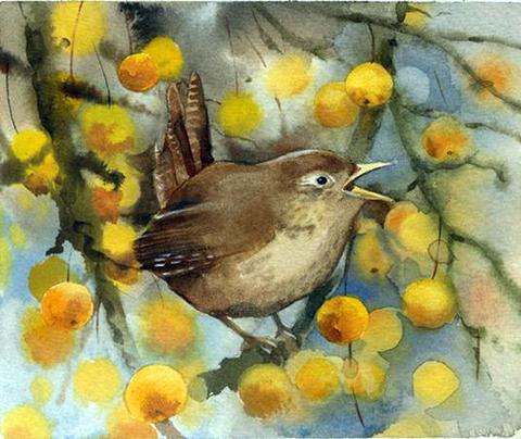 Wren