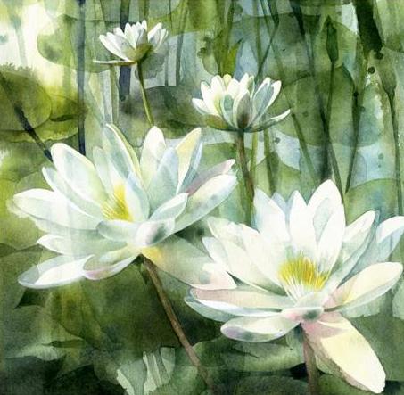 Waterlilies