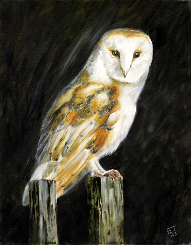 Barn Owl