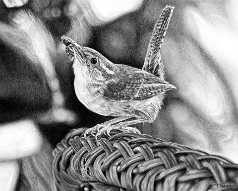 Jenny Wren