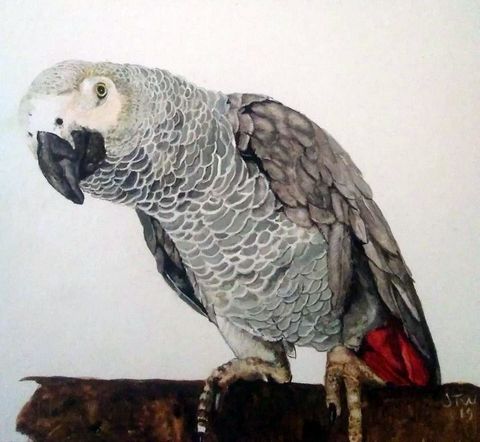 Grey Parrot