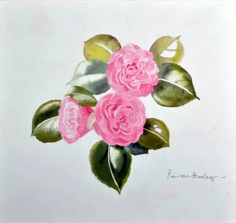A Study of a Camellia