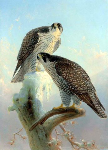 Norwegian Gyrfalcon