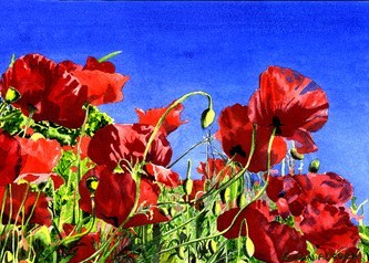 Blue Sky Poppies