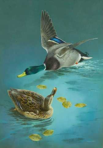Ducks