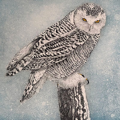 Snowy Owl