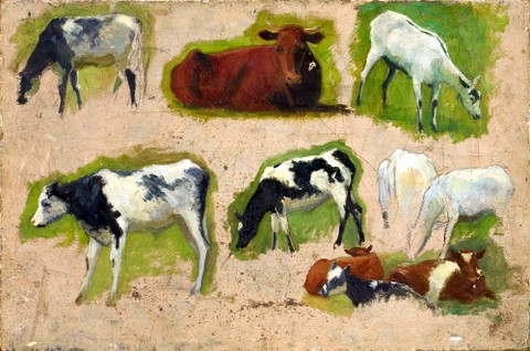 Cattle Sketches