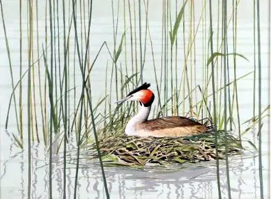 Grebe Nesting