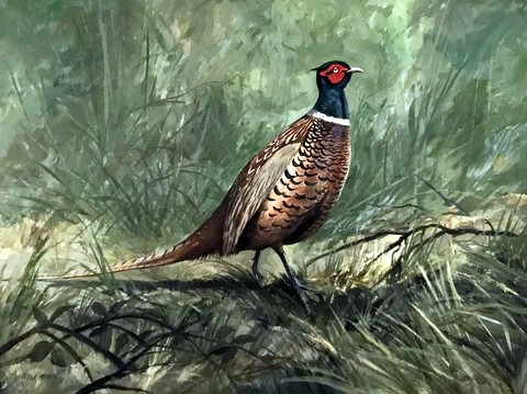 Pheasant