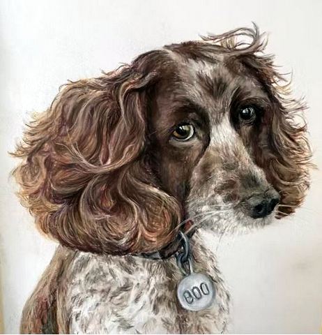 Pet Portrait