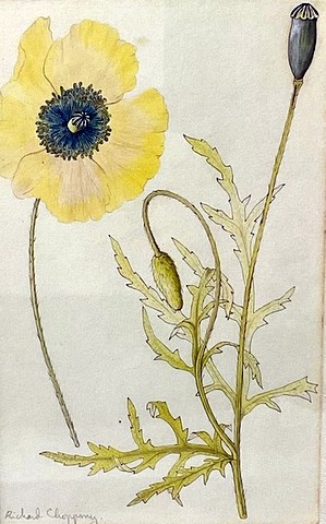Yellow Poppy