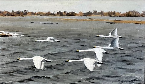 Swans at Welney