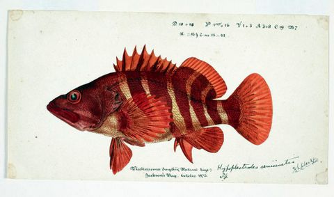  Hypoplectrodes semicinctum