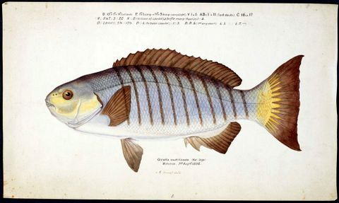  Girella tricuspidata (NZ) : Blackfish