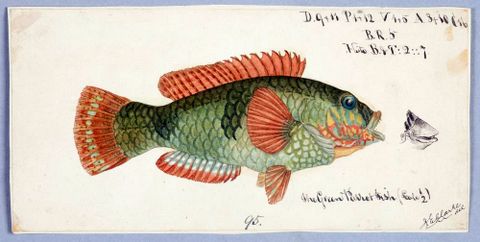 Labridae (Tas): Wrasse