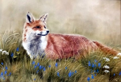 Bluebell Fox