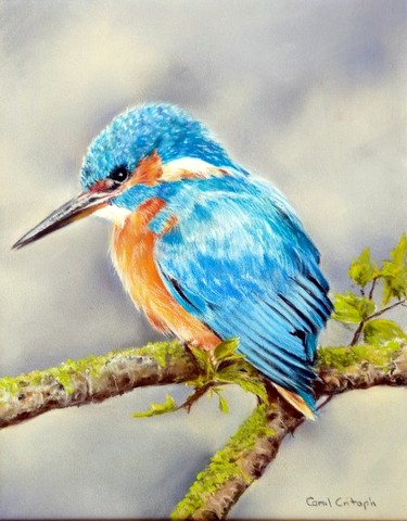 Kingfisher