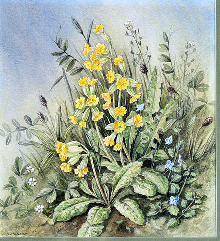 Cowslips