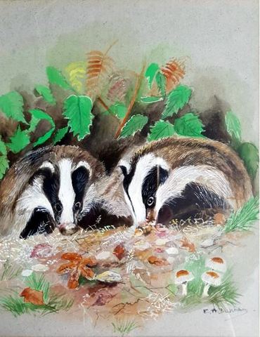 Badgers