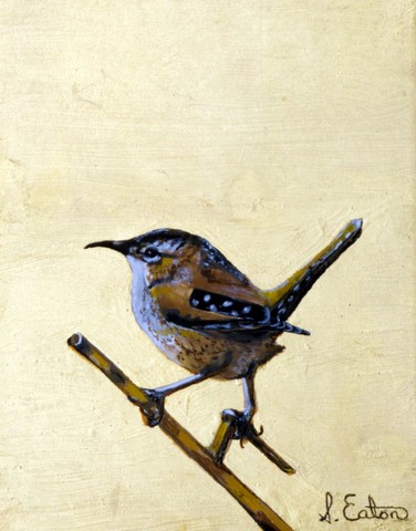 Marsh Wren