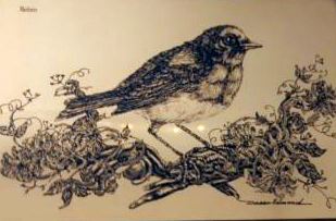 Robin