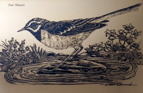 Pied Wagtail