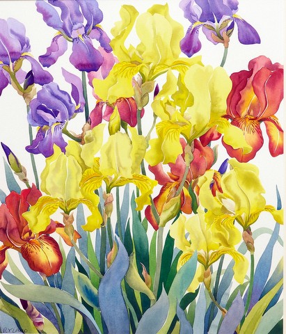 Irises 4