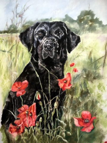 Black Labrador
