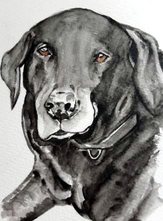 Labrador