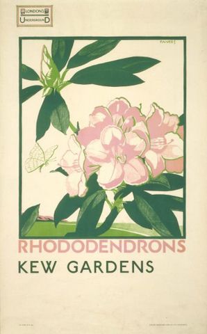 Rhododendrons, Kew Gardens