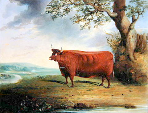 Portrait of a Brown Cow