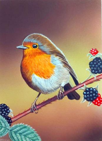 Robin