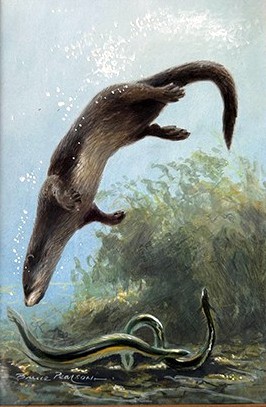 The Otter